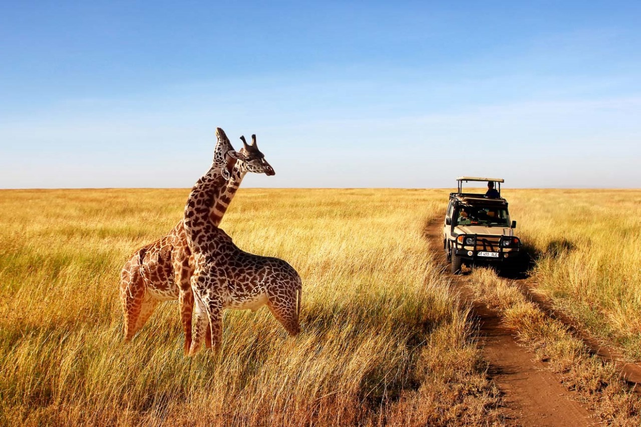 Giraffe Safari Background