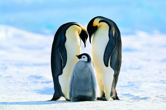 Penguins Antarctica
